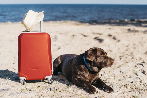 turismo pet-friendly